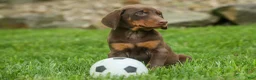 Doberman Pinscher dogs for sale:  Deacon (Red Rust) 🐶🖤🐾 - Ad 6
