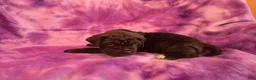 Mixed Breed dogs for sale: Blue - Ad 2