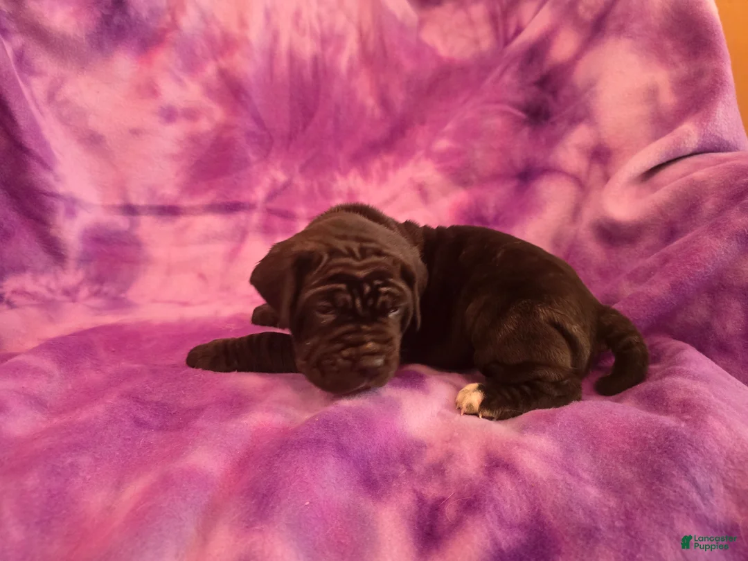 Mixed Breed dogs for sale: Blue - Ad 2