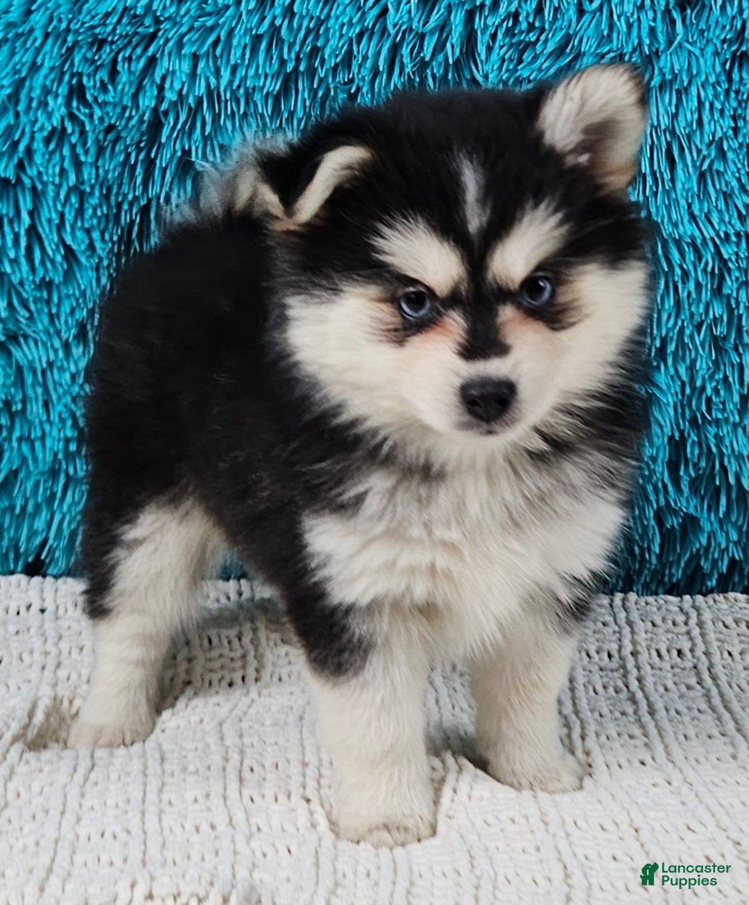 Pomsky dogs for sale: Nina - Ad 3