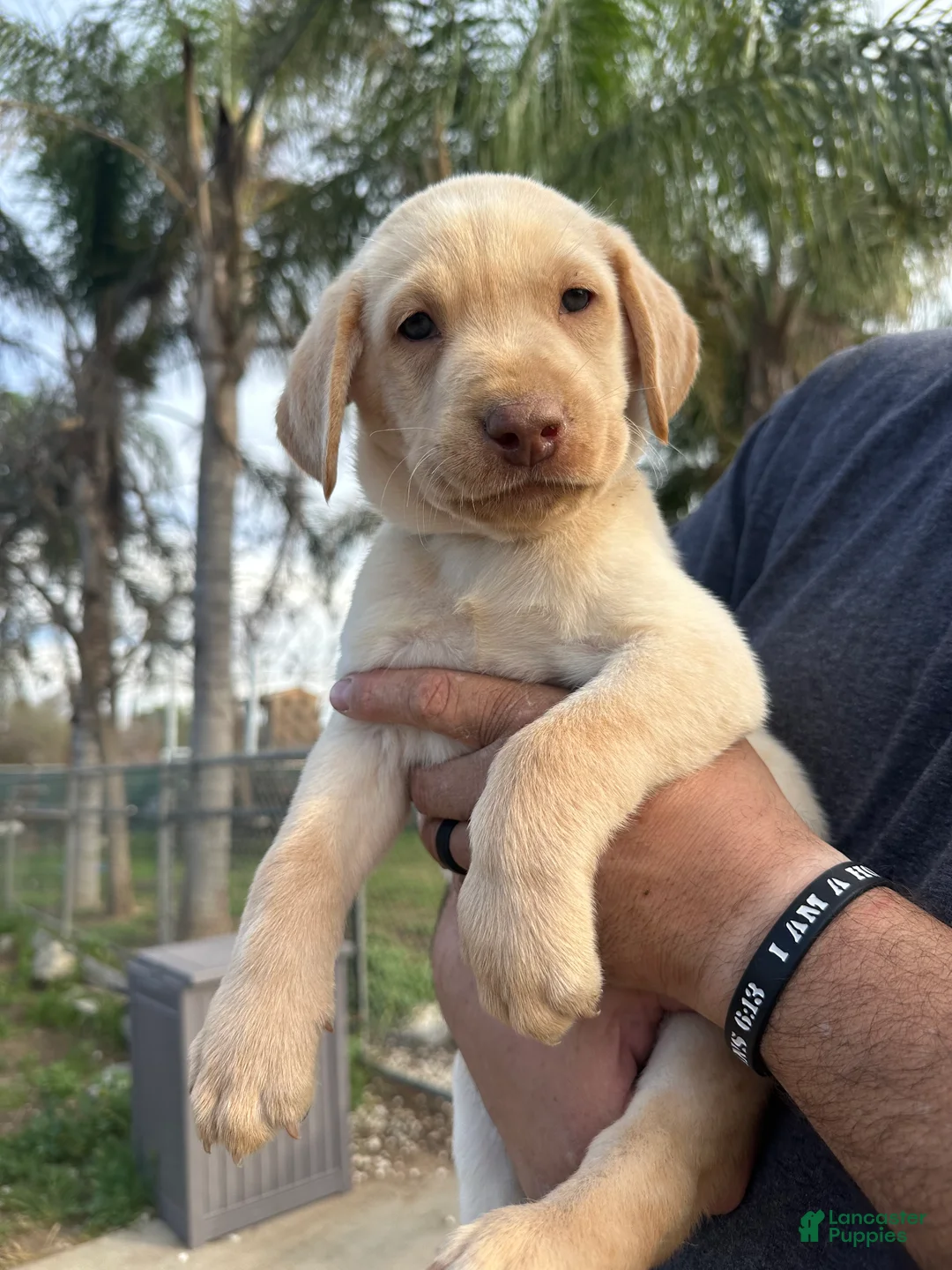 Labrador Retriever dogs for sale: Labrador Retriever Puppy 2 - Ad 2