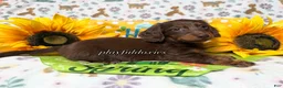 Dachshund dogs for sale:  AKC Chocolate & Tan Long Haired Female Dachshund ALL Clear - Ad 12