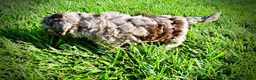 Havapoo dogs for sale: Bambi - Ad 11