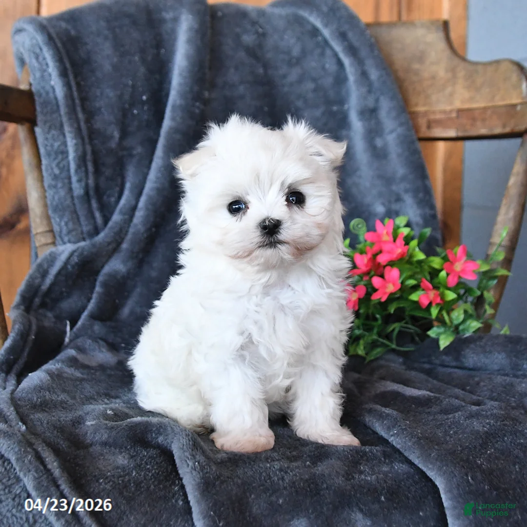 Maltese dogs for sale: Frosty - Ad 2