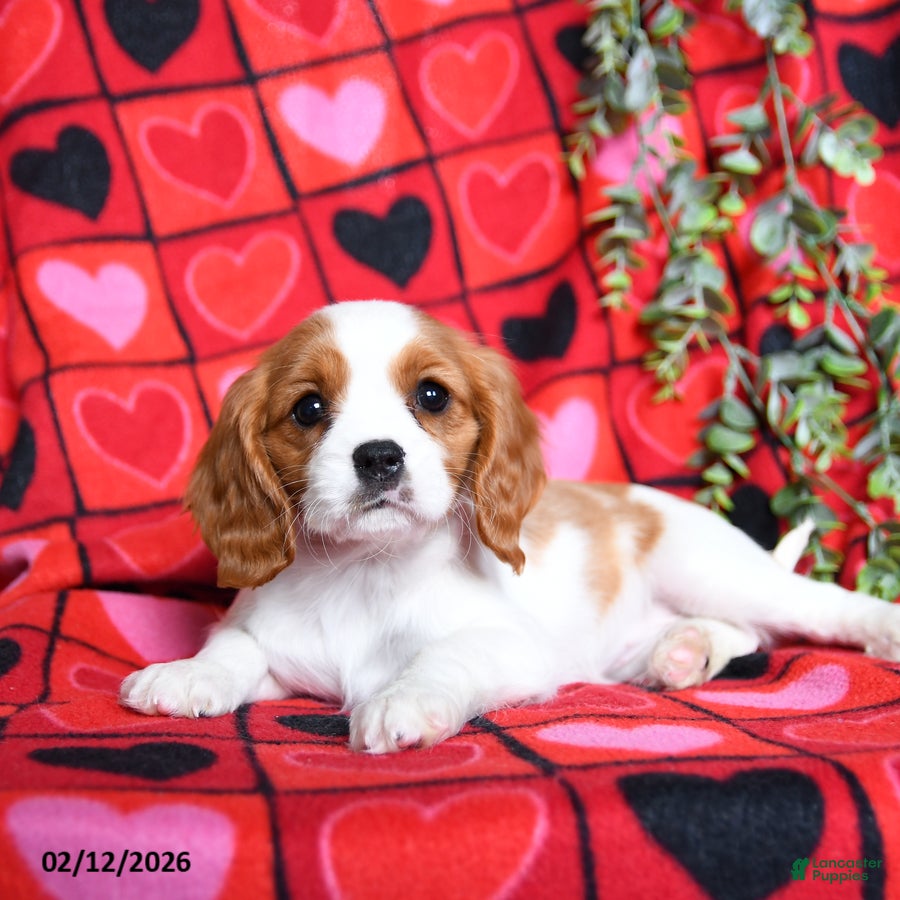 Cavalier King Charles Spaniel dogs Rose  - Ad 34