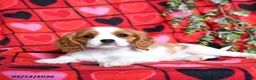 Cavalier King Charles Spaniel dogs for sale: Rose  - Ad 1