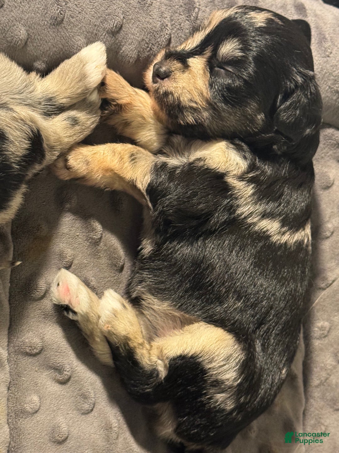 Miniature Schnauzer dogs for sale: Maple - Ad 3