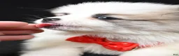 Pomeranian dogs for sale: Tinker - Ad 6