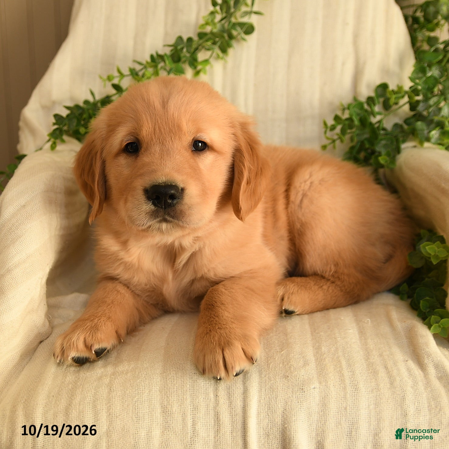 Golden Retriever dogs for sale: Calvin - Ad 2