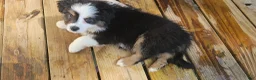 Miniature Australian Shepherd dogs for sale: Oreo - Ad 7
