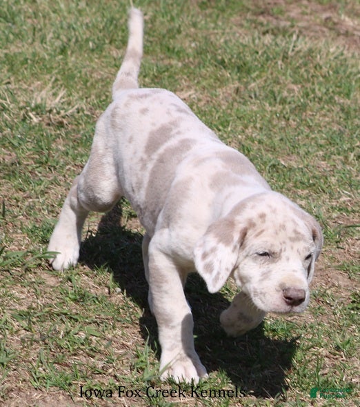 Great Dane dogs Hercules - Ad 2