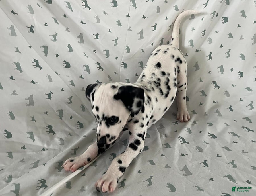 Dalmatian dogs Daisy - Ad 2