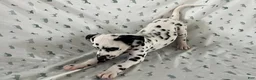 Dalmatian dogs for sale: Daisy - Ad 2