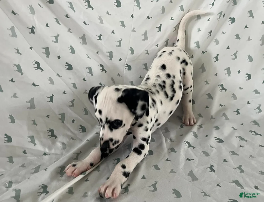 Dalmatian dogs for sale: Daisy - Ad 2