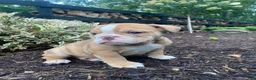 English Bulldog dogs for sale: Pearl - Ad 5