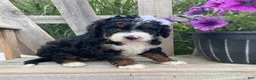 Mini Bernedoodle dogs for sale: Kandy - Ad 6