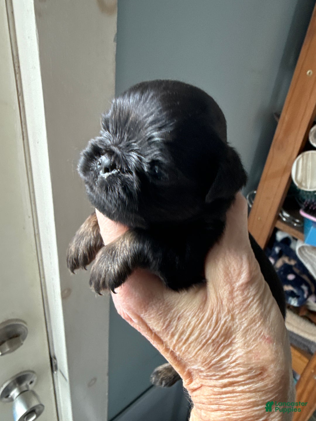 Brussels Griffon dogs for sale: Caroline - Ad 2