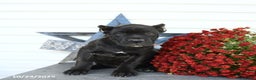Cane Corso dogs for sale: Penny - Ad 9