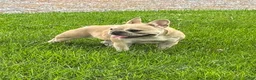 French Bulldog dogs for sale: Mila - Ad 9
