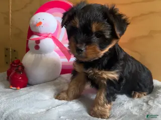 Yorkshire Terrier dogs Logan - Ad 15