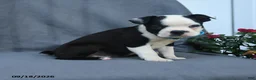 Boston Terrier dogs for sale: Oscar - Ad 4