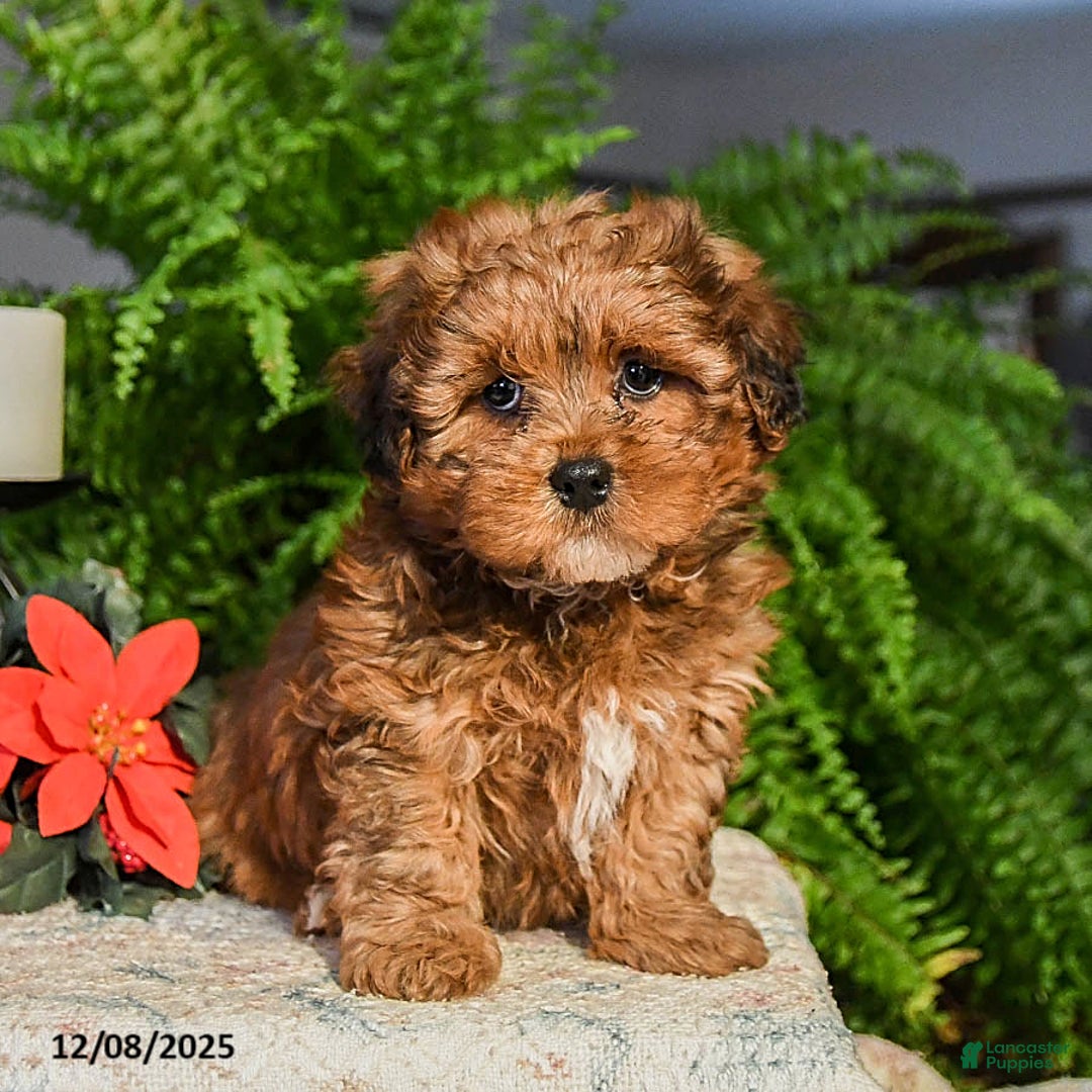 Shihpoo dogs for sale: Gingersnap - Ad 2