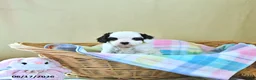 Cavapoo dogs for sale: Bailey - Ad 3