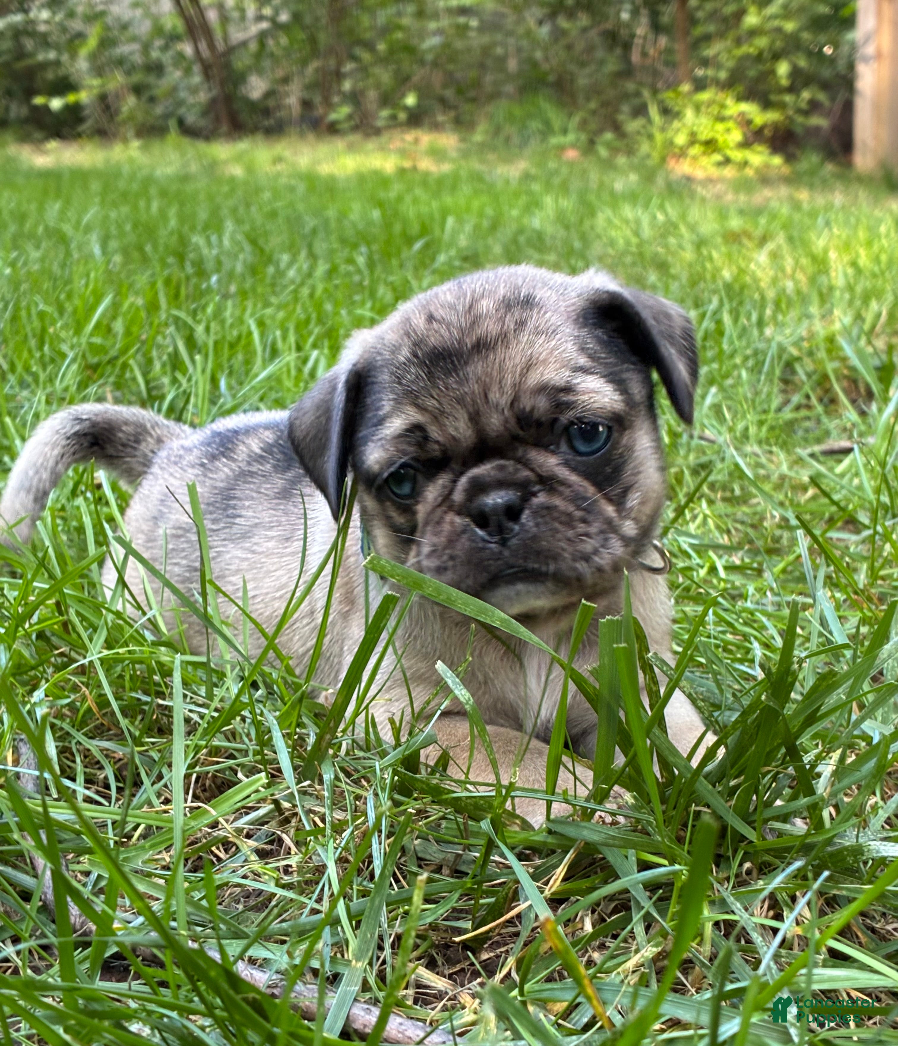 Pug dogs Toby - Ad 1