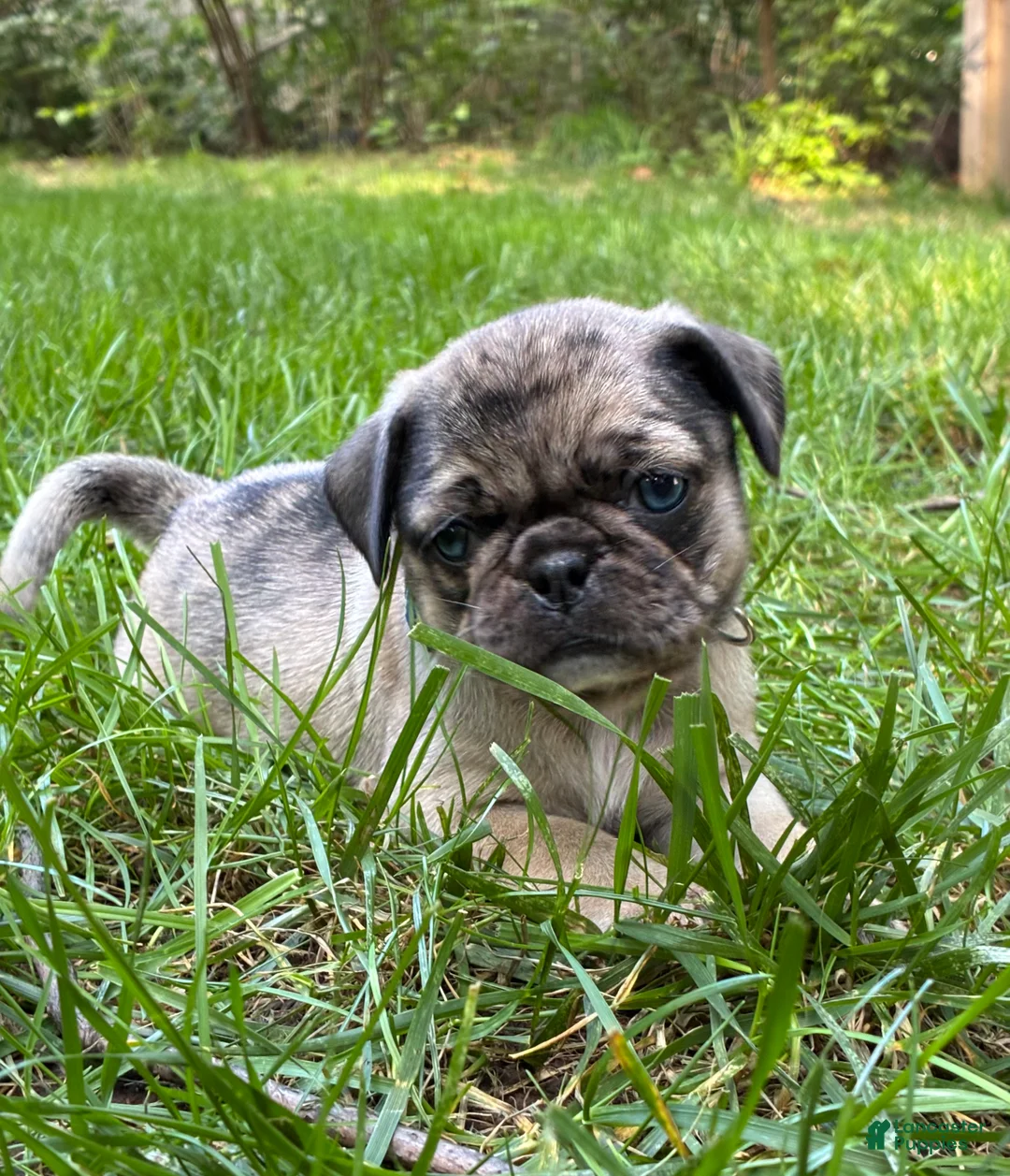 Pug dogs for sale: Toby - Ad 1