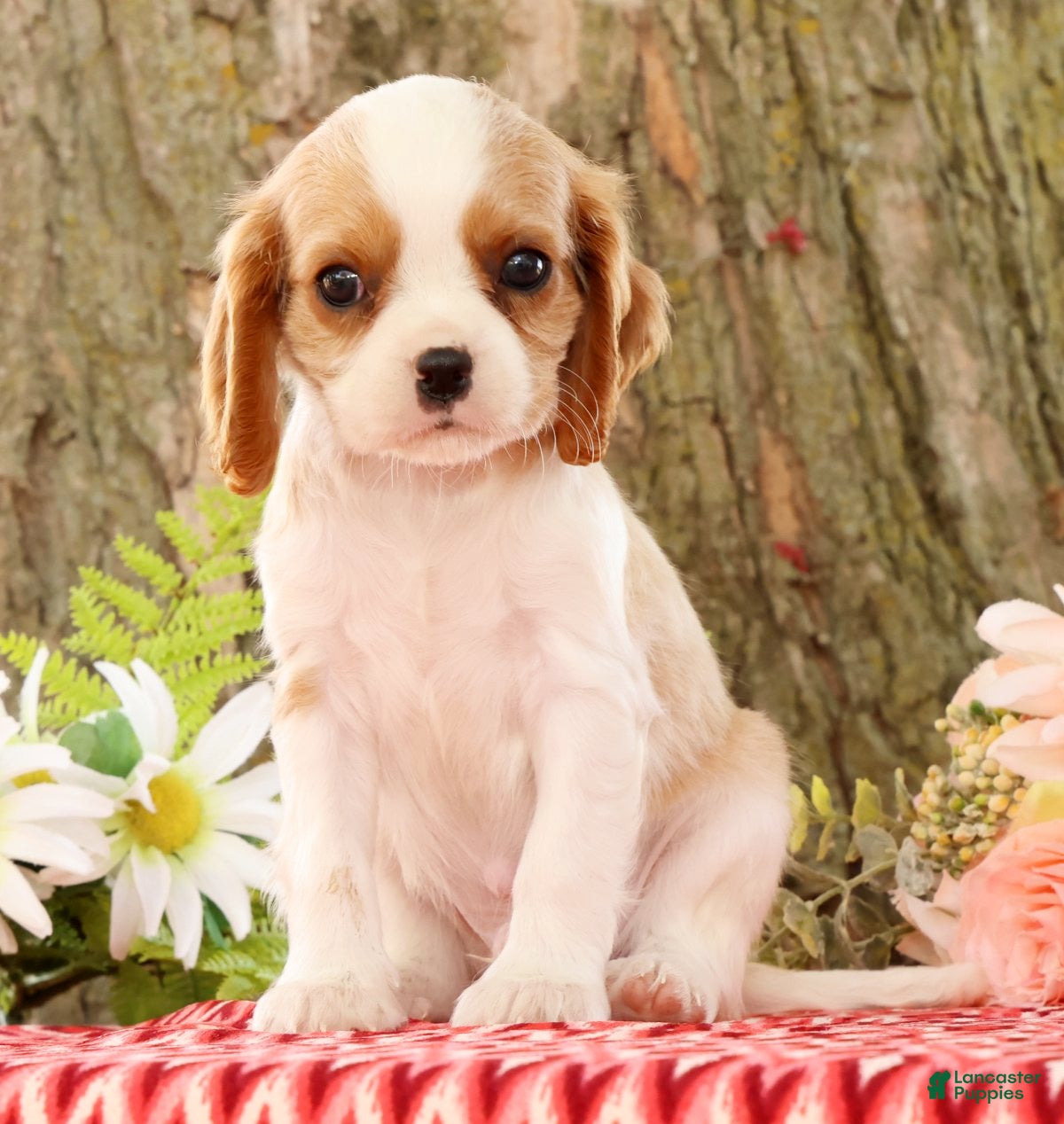 Cavalier King Charles Spaniel dogs for sale: Zeke - Ad 1
