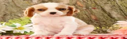 Cavalier King Charles Spaniel dogs for sale: Zeke - Ad 1