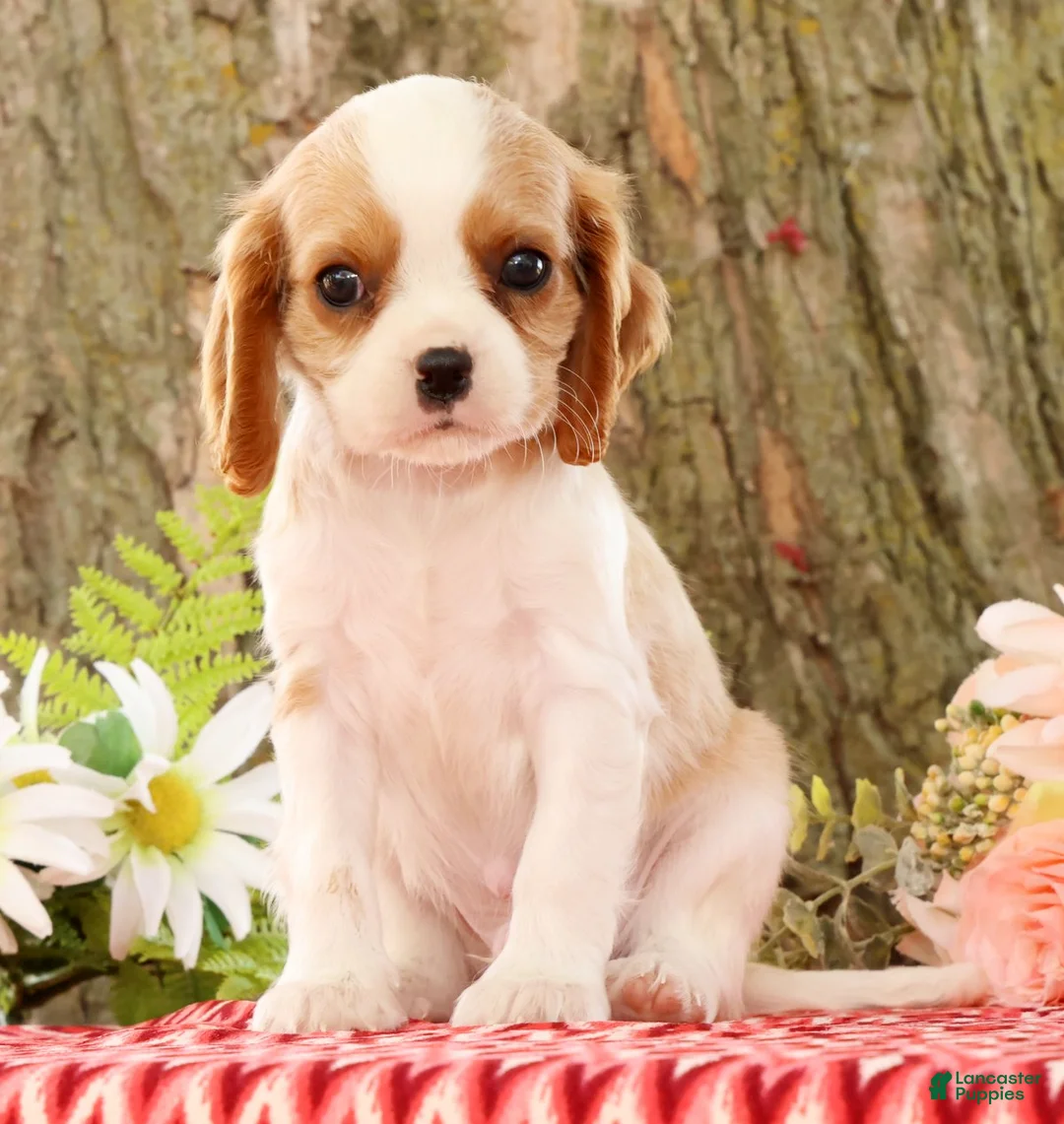 Cavalier King Charles Spaniel dogs for sale: Zeke - Ad 1