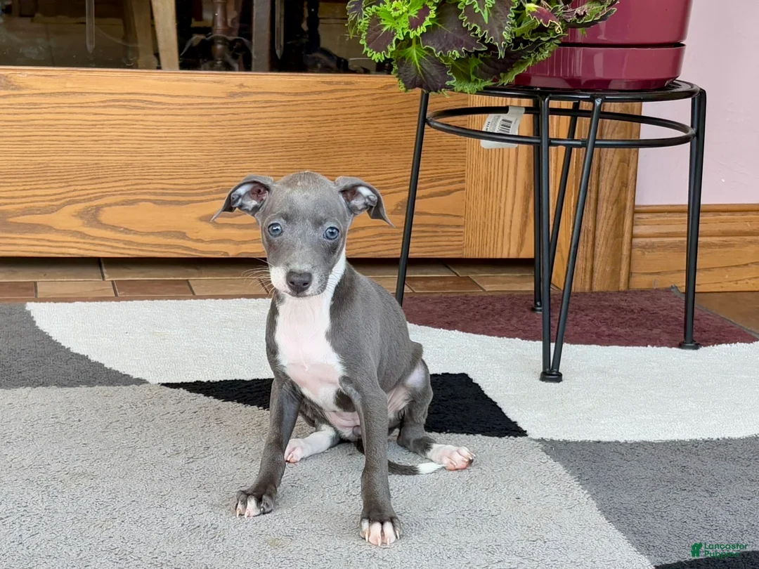 Italian Greyhound dogs for sale: Kk - Ad 6