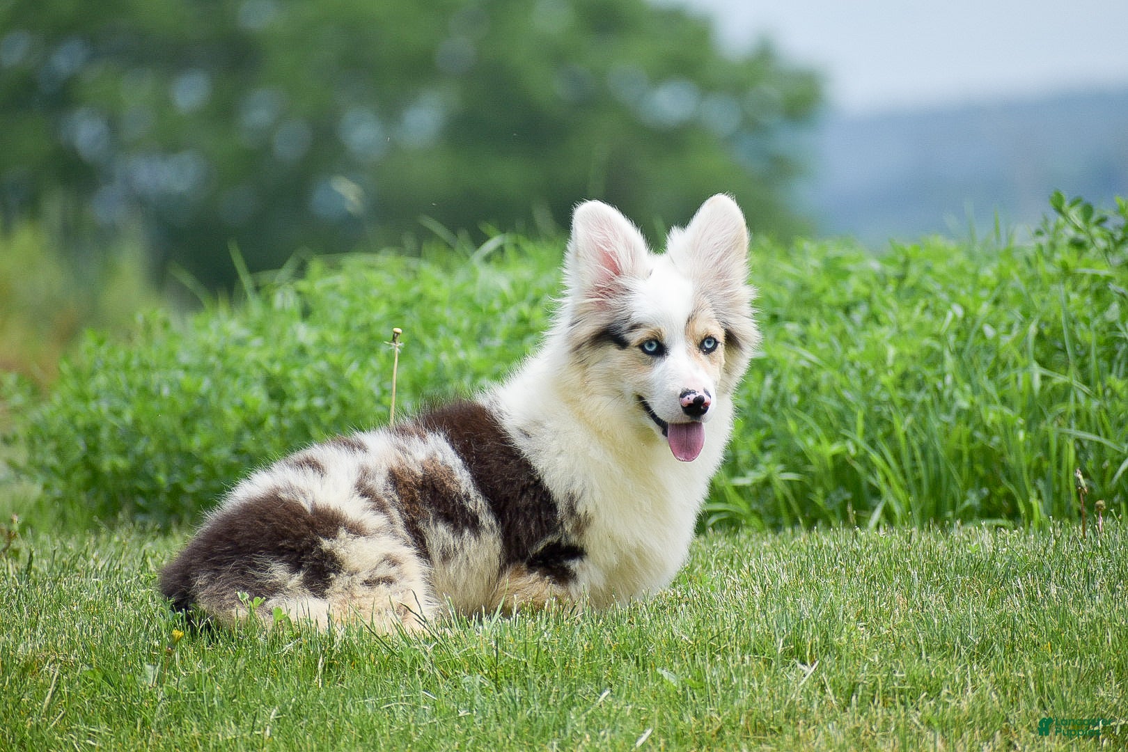 Welsh Corgi Pembroke dogs Lucas - Ad 2