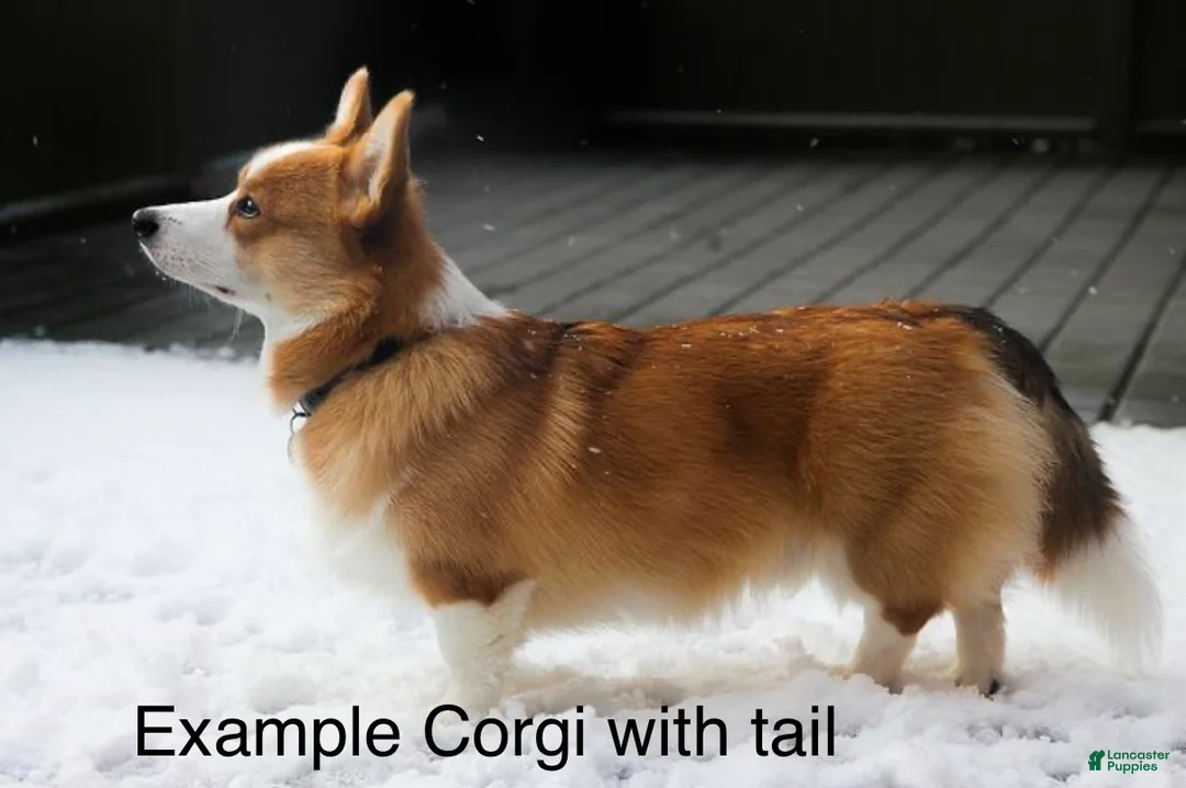 Welsh Corgi Pembroke dogs for sale: Gus Tailed Baby ❤️ - Ad 6