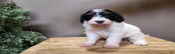 Mini Bernedoodle dogs for sale: Vixon - Ad 15