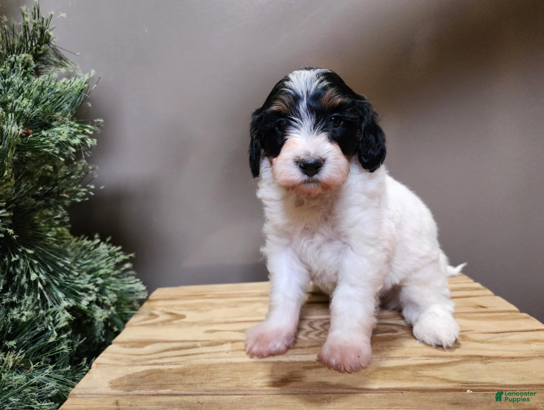 Mini Bernedoodle dogs for sale: Vixon - Ad 15