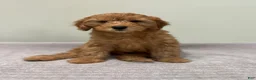 Mini Goldendoodle dogs for sale: Whiskey - Ad 4
