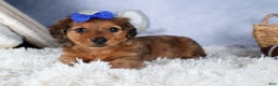Miniature Dachshund dogs for sale: Jasper - Ad 6