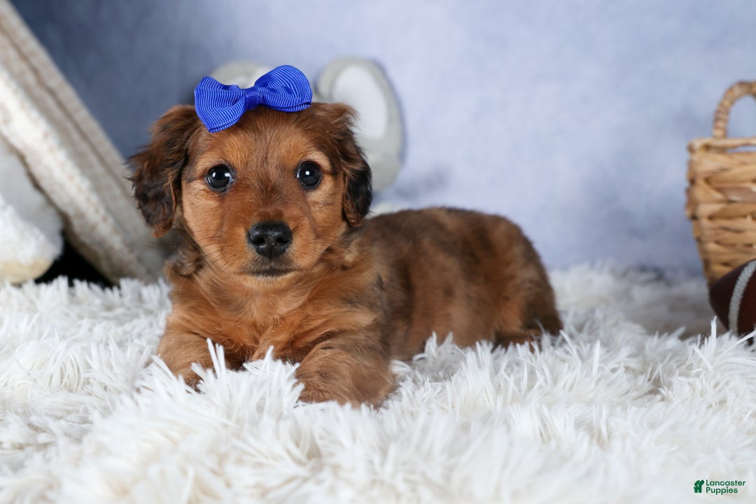 Miniature Dachshund dogs for sale: Jasper - Ad 6