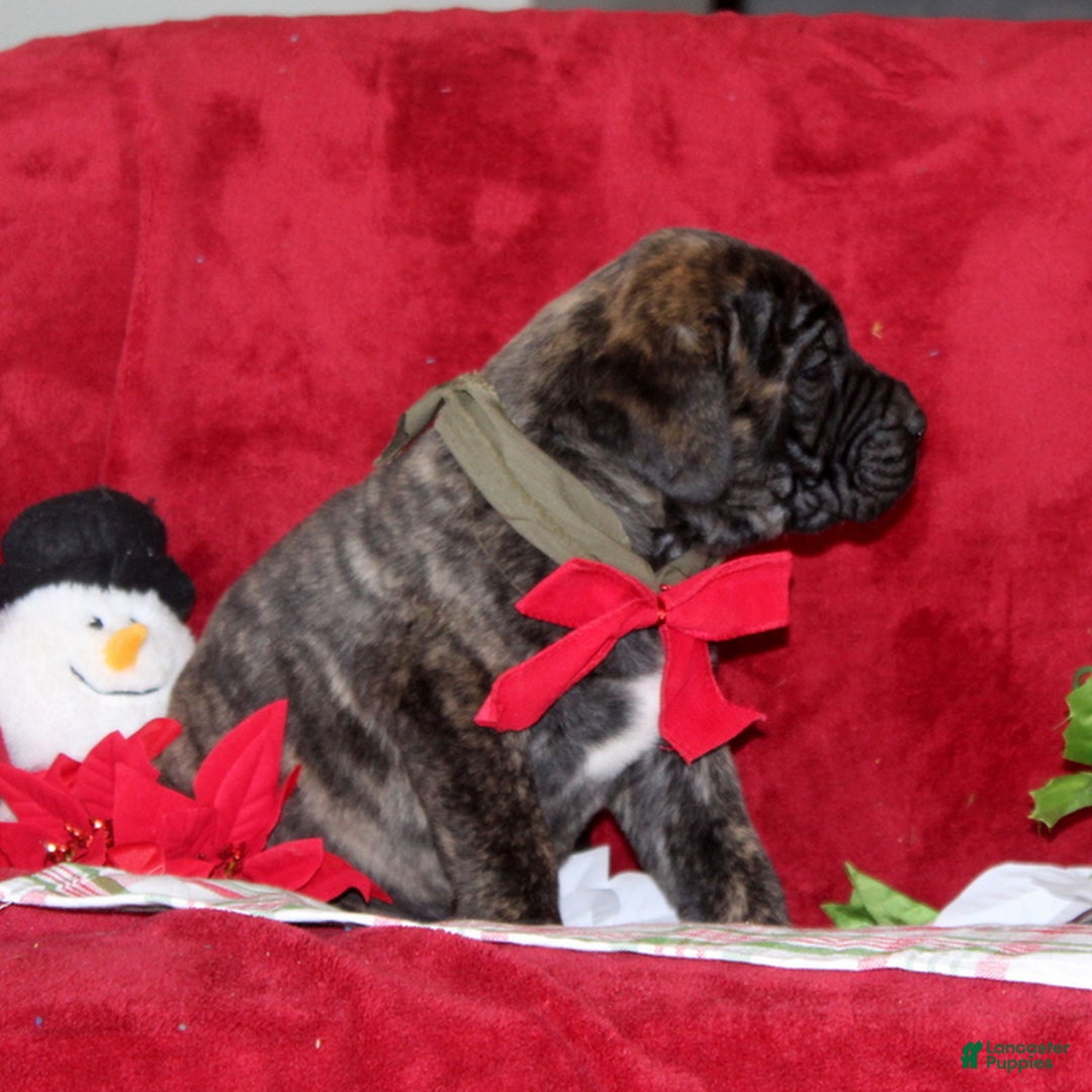 English Mastiff dogs for sale: Tucker  - Ad 2