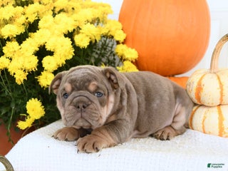 English Bulldog dogs - Ad 2