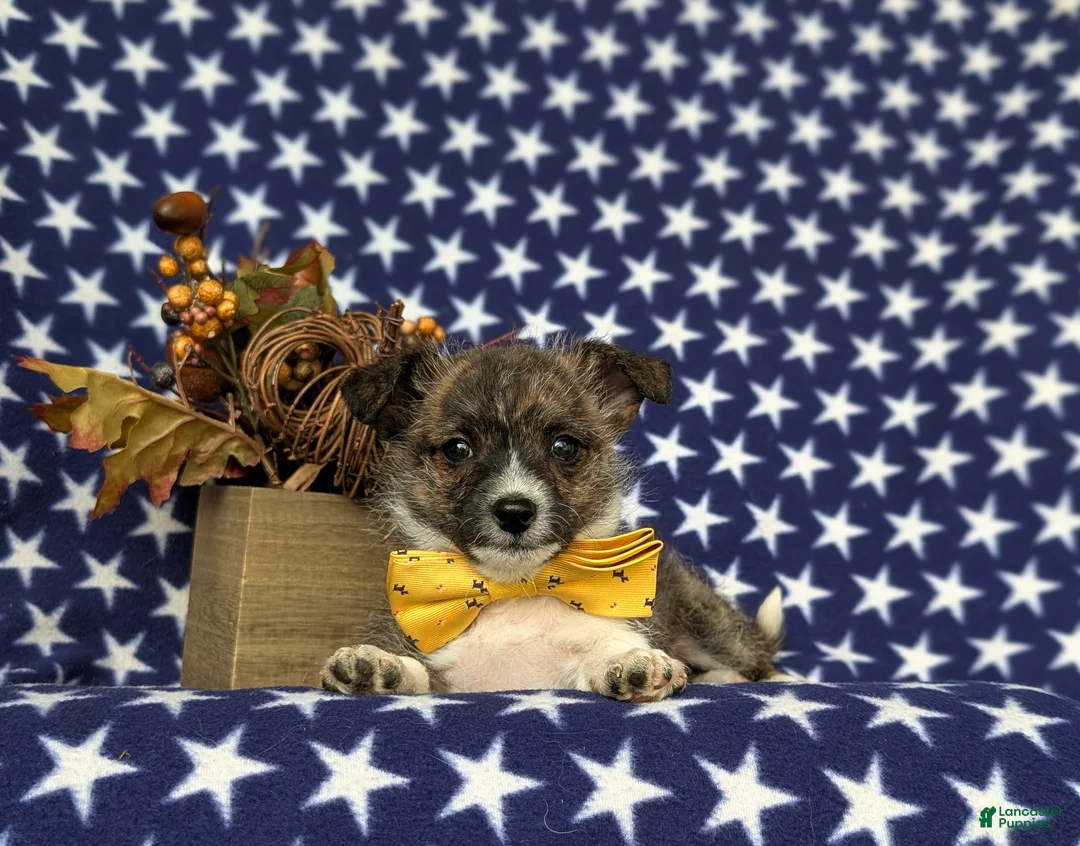 Mixed Breed dogs for sale: Rover 10 lbs Full Grown - Ad 5