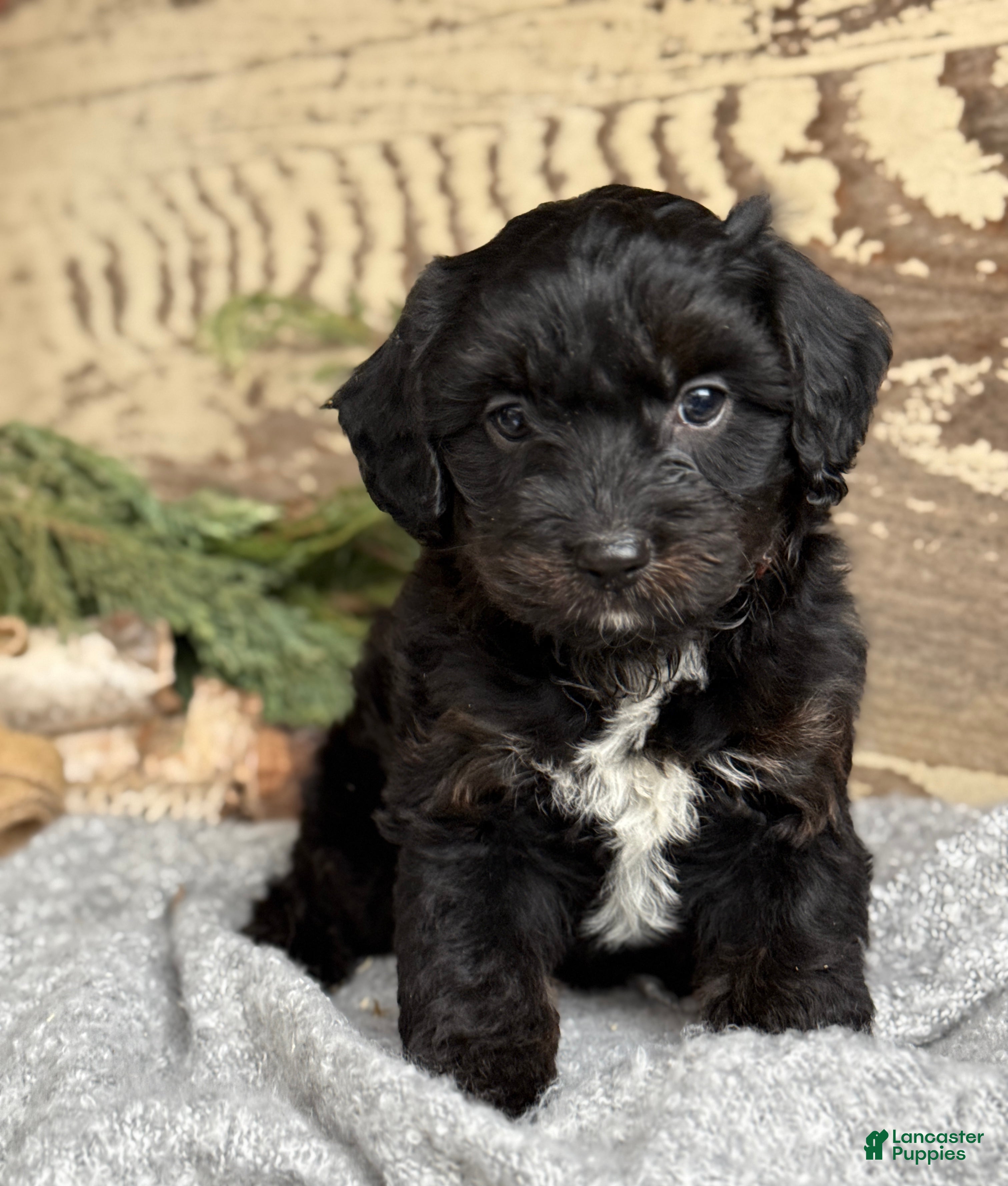 Mixed Breed dogs Wheeler - Ad 1