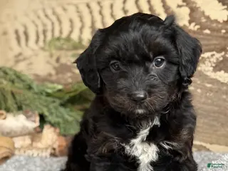 Mixed Breed dogs for sale: Wheeler - Ad 3