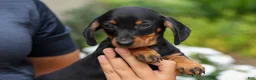 Miniature Dachshund dogs for sale: Iggy🐶  - Ad 5