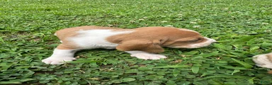 Basset Hound 4