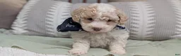 Havapoo dogs for sale: Teddy - Ad 5