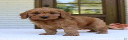 Cavapoo dogs for sale: Jagger  - Ad 3