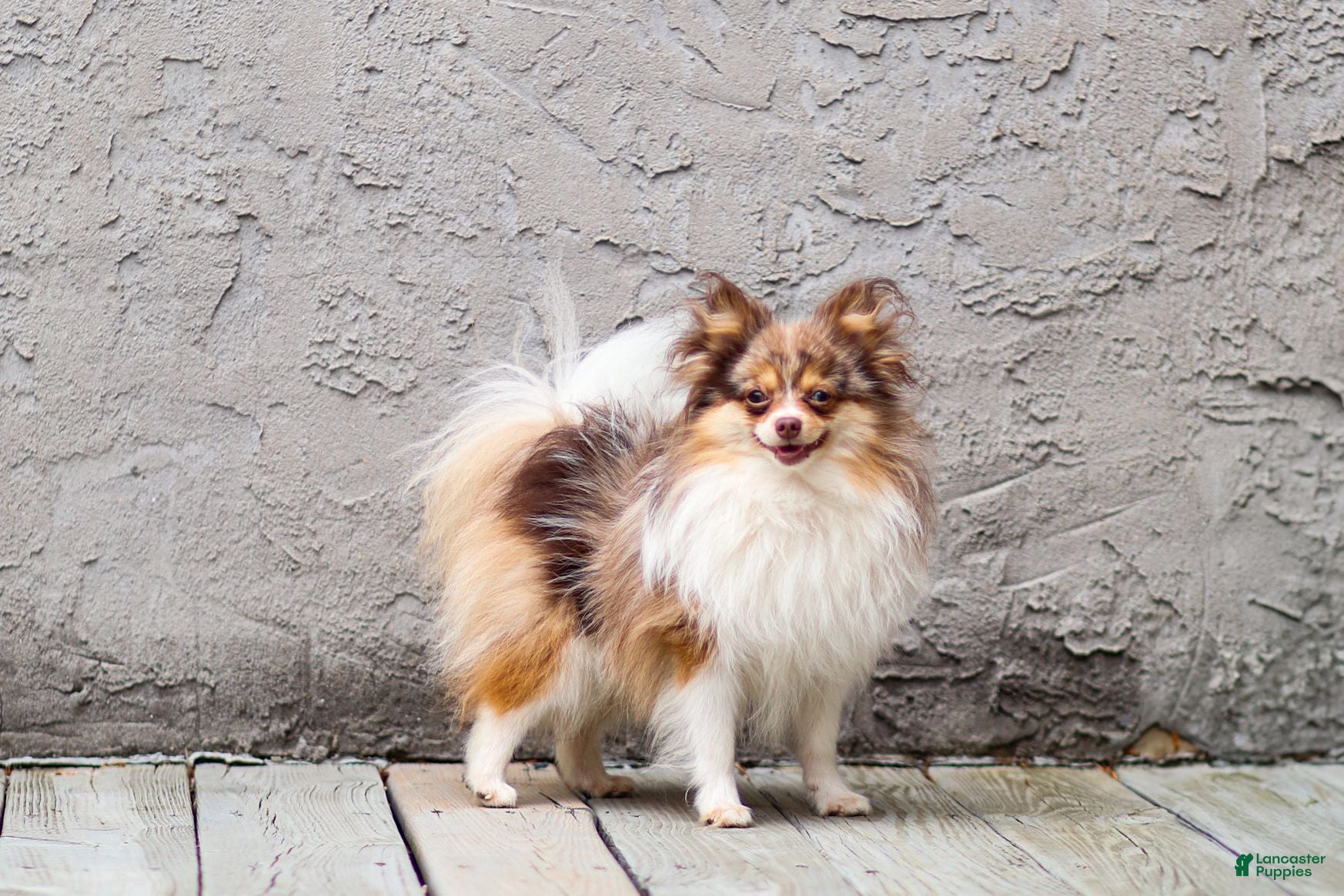 Pomeranian dogs Merle - Ad 1